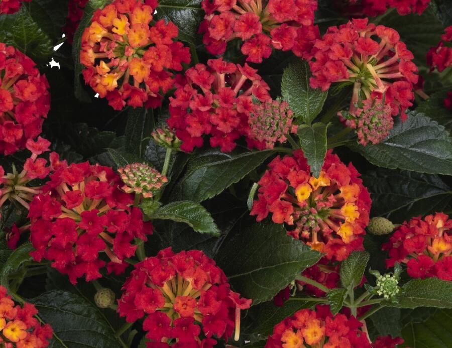 Libora měňavá 'Havana Red' - Lantana camara 'Havana Red'