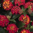 Libora měňavá 'Havana Red' - Lantana camara 'Havana Red'