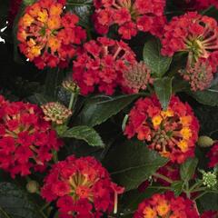 Libora měňavá 'Havana Red' - Lantana camara 'Havana Red'