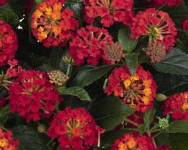 Libora měňavá 'Havana Red'
