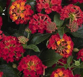 Libora měňavá 'Havana Red' - Lantana camara 'Havana Red'