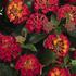 libora-menava-havana-red.jpg