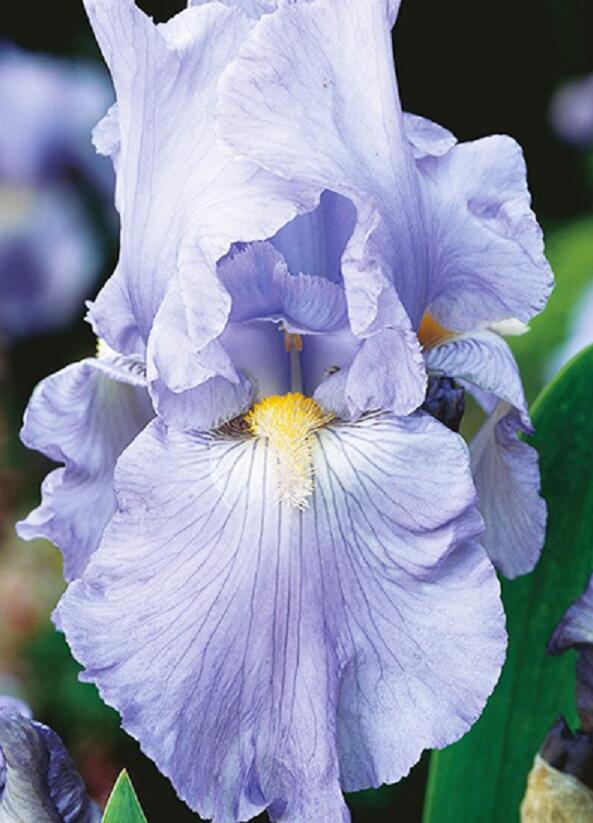 Kosatec německý 'Harbor Blue' - Iris barbata-elatior 'Harbor Blue'