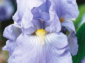 Kosatec německý 'Harbor Blue' - Iris barbata-elatior 'Harbor Blue'
