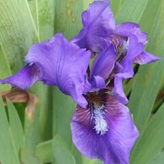 Kosatec nízký 'Atroviolacea' - Iris barbata-nana 'Atroviolacea'