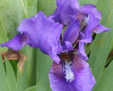Kosatec nízký 'Atroviolacea'