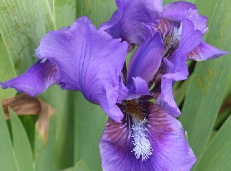 Kosatec nízký 'Atroviolacea' - Iris barbata-nana 'Atroviolacea'