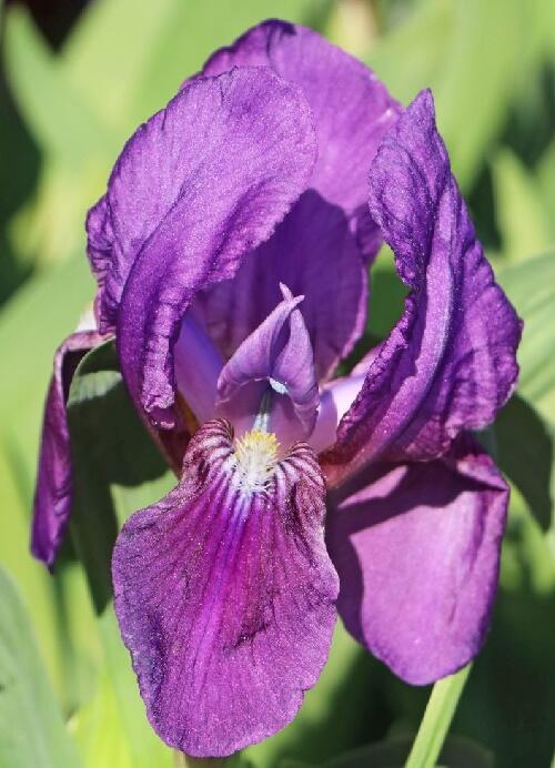 Kosatec nízký 'Cyanea' - Iris barbata-nana 'Cyanea'