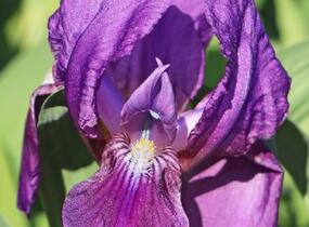 Kosatec nízký 'Cyanea' - Iris barbata-nana 'Cyanea'