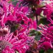 Zavinutka podvojná 'Melua Burgundy' - Monarda didyma 'Melua Burgundy'