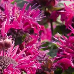 Zavinutka podvojná 'Melua Burgundy' - Monarda didyma 'Melua Burgundy'