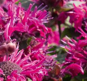 Zavinutka podvojná 'Melua Burgundy' - Monarda didyma 'Melua Burgundy'