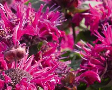 Zavinutka podvojná 'Melua Burgundy'