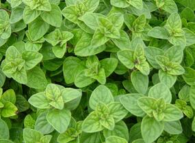 Oregano obecné, dobromysl - Origanum vulgare