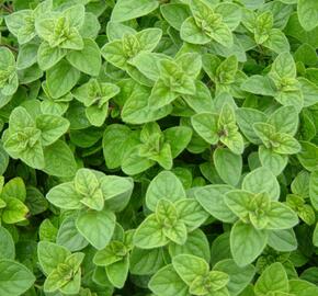 Oregano (Dobromysl) obecné - Origanum vulgare