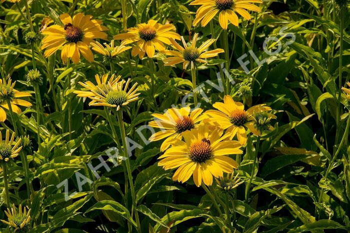 Třapatkovka nachová 'Papallo Classic Deep Yellow' - Echinacea purpurea 'Papallo Classic Deep Yellow'