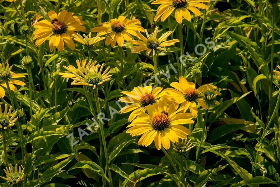 Třapatkovka nachová 'Papallo Classic Deep Yellow' - Echinacea purpurea 'Papallo Classic Deep Yellow'