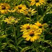 Třapatkovka nachová 'Papallo Classic Deep Yellow' - Echinacea purpurea 'Papallo Classic Deep Yellow'