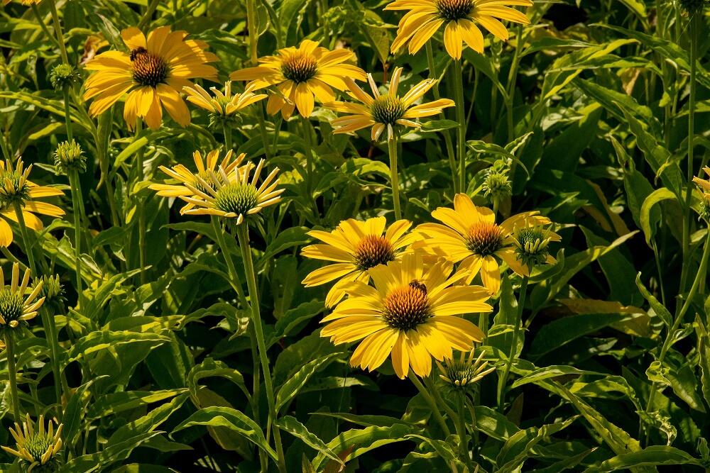 Třapatkovka nachová 'Papallo Classic Deep Yellow' - Echinacea purpurea 'Papallo Classic Deep Yellow'