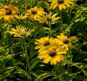 Třapatkovka nachová 'Papallo Classic Deep Yellow' - Echinacea purpurea 'Papallo Classic Deep Yellow'