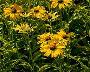 Třapatkovka nachová 'Papallo Classic Deep Yellow'