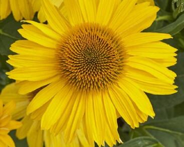 Třapatkovka nachová 'Papallo Classic Gold'