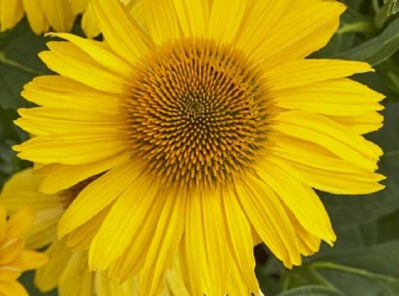 Třapatkovka nachová 'Papallo Classic Gold' - Echinacea purpurea 'Papallo Classic Gold'