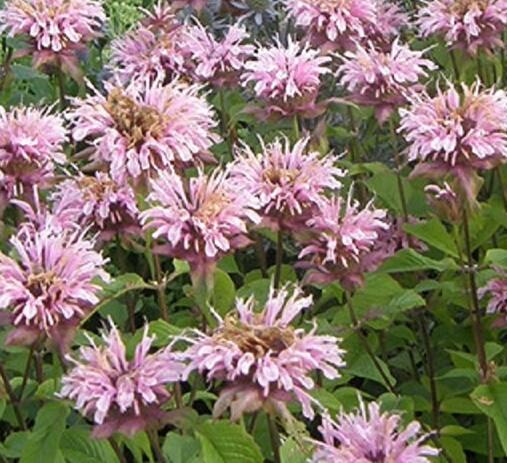 Zavinutka podvojná 'Melua Appleblossom' - Monarda didyma 'Melua Appleblossom'