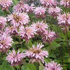 Zavinutka podvojná 'Melua Appleblossom' - Monarda didyma 'Melua Appleblossom'