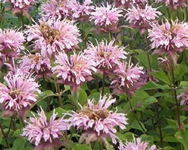 Zavinutka podvojná 'Melua Appleblossom'