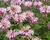Zavinutka podvojná 'Melua Appleblossom'