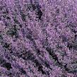 Šanta 'Baby Cat' - Nepeta x faassenii 'Baby Cat'