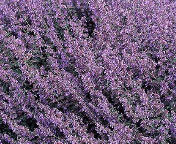 Šanta zkřížená 'Baby Cat' - Nepeta x faassenii 'Baby Cat'