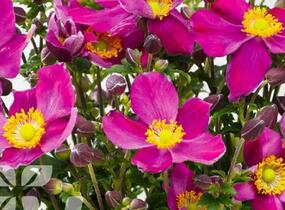 Sasanka hupejská 'Fantasy Red Riding Hood' - Anemone hupehensis 'Fantasy Red Riding Hood'
