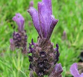 Levandule korunkatá 'Lavita XL Blue' - Lavandula stoechas 'Lavita XL Blue'