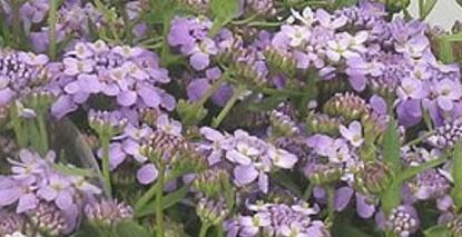 Iberka 'Lavender Frost' - Iberis hybrida 'Lavender Frost'
