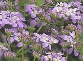 Iberka 'Lavender Frost' - Iberis hybrida 'Lavender Frost'