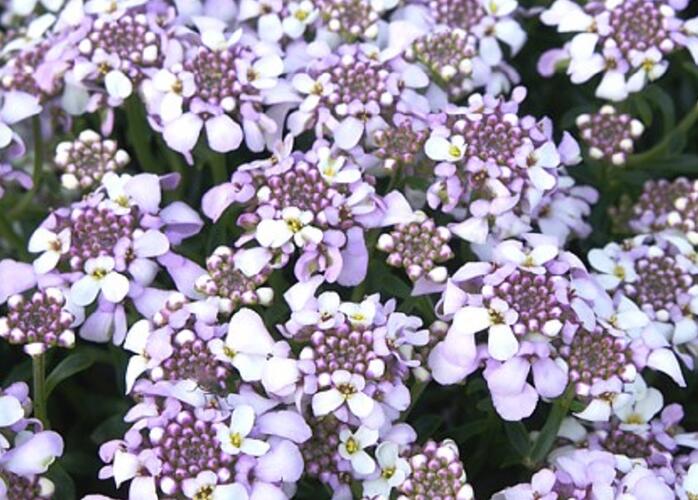 Iberka 'Lavender Frost' - Iberis hybrida 'Lavender Frost'