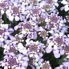 Iberka 'Lavender Frost' - Iberis hybrida 'Lavender Frost'