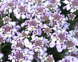 Iberka 'Lavender Frost'
