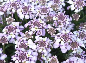 Iberka 'Lavender Frost' - Iberis hybrida 'Lavender Frost'