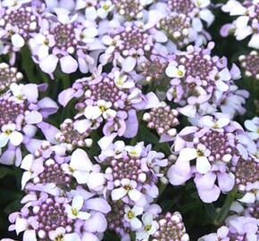 Iberka 'Lavender Frost' - Iberis hybrida 'Lavender Frost'