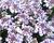 Iberka 'Lavender Frost'