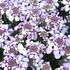 iberka-lavender-frost.jpg