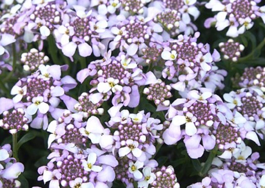 Iberka 'Lavender Frost' - Iberis hybrida 'Lavender Frost'