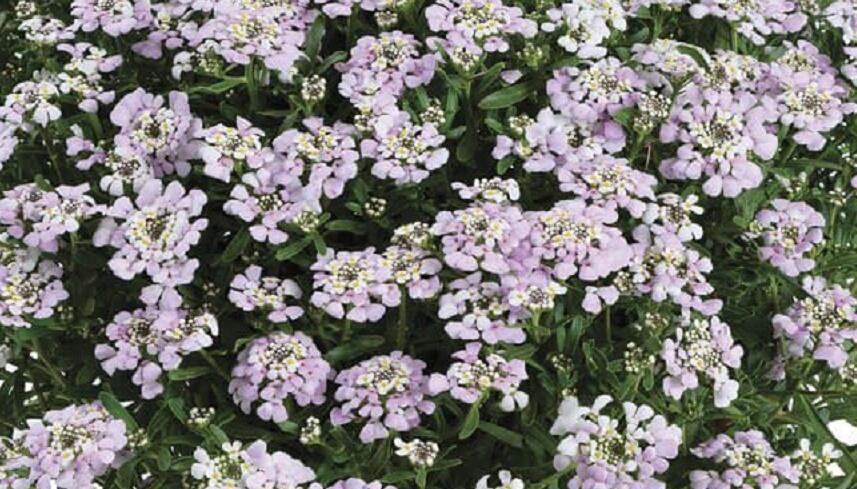 Iberka 'Lavender Frost' - Iberis hybrida 'Lavender Frost'