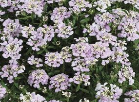 Iberka 'Lavender Frost' - Iberis hybrida 'Lavender Frost'