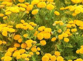 Řimbaba obecná 'Vegmo Sunny Ball Gold' - Chrysanthemum parthenium 'Vegmo Sunny Ball Gold'