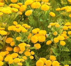 Kopretina (Řimbaba) parthenium 'Vegmo Sunny Ball Gold' - Chrysanthemum parthenium 'Vegmo Sunny Ball Gold'