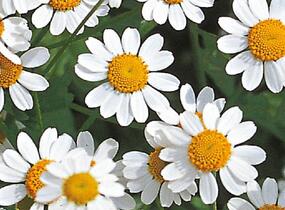 Řimbaba obecná 'Snow Star' - Chrysanthemum parthenium 'Snow Star'